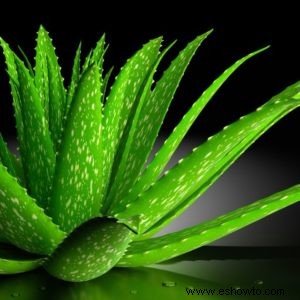 Planta de aloe vera:usos, beneficios y cuidado adecuado de la planta