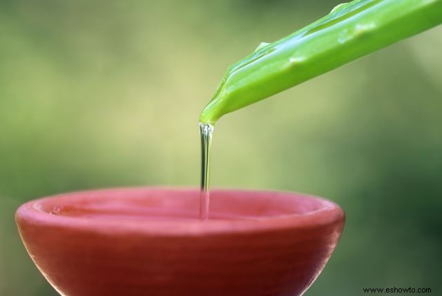 Planta de aloe vera:usos, beneficios y cuidado adecuado de la planta