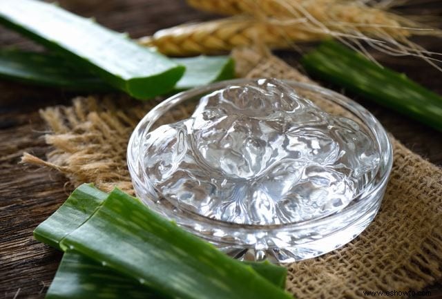 Planta de aloe vera:usos, beneficios y cuidado adecuado de la planta