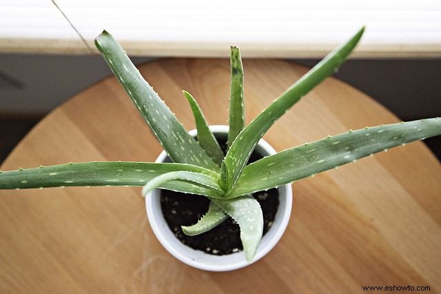 Planta de aloe vera:usos, beneficios y cuidado adecuado de la planta