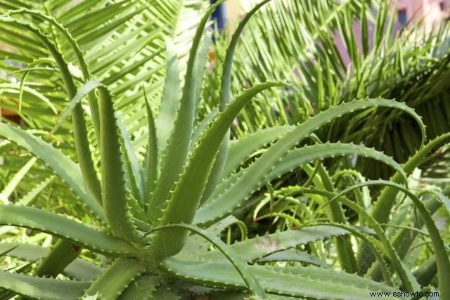 Planta de aloe vera:usos, beneficios y cuidado adecuado de la planta