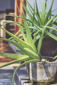 Planta de aloe vera:usos, beneficios y cuidado adecuado de la planta