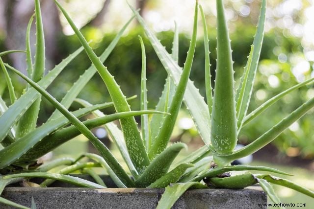 Planta de aloe vera:usos, beneficios y cuidado adecuado de la planta