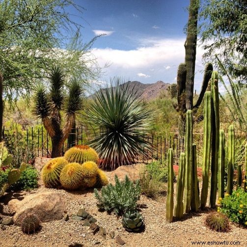 Xeriscaping:una guía para principiantes