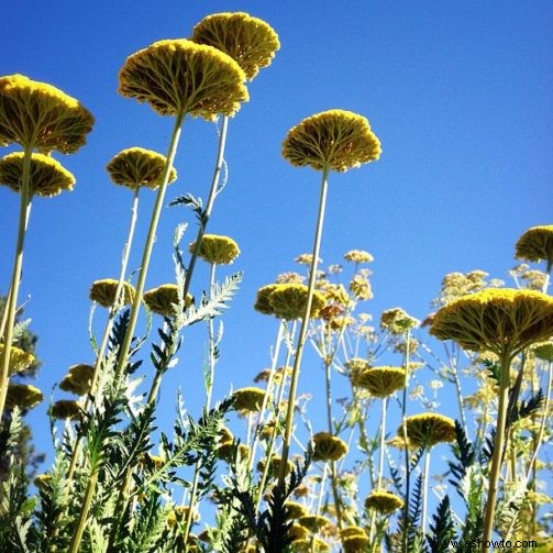 Xeriscaping:una guía para principiantes