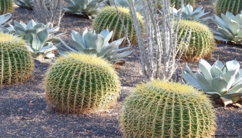 Xeriscaping:una guía para principiantes