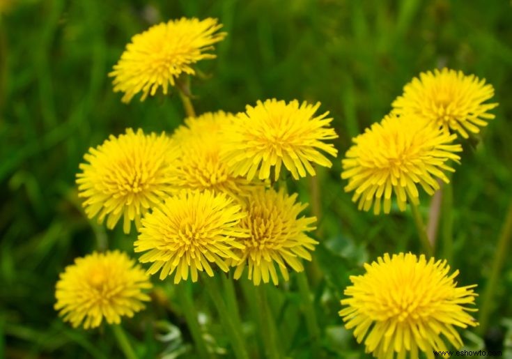 Todo lo que necesitas saber sobre flores y plantas comestibles