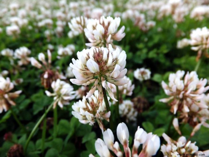 Todo lo que necesitas saber sobre flores y plantas comestibles