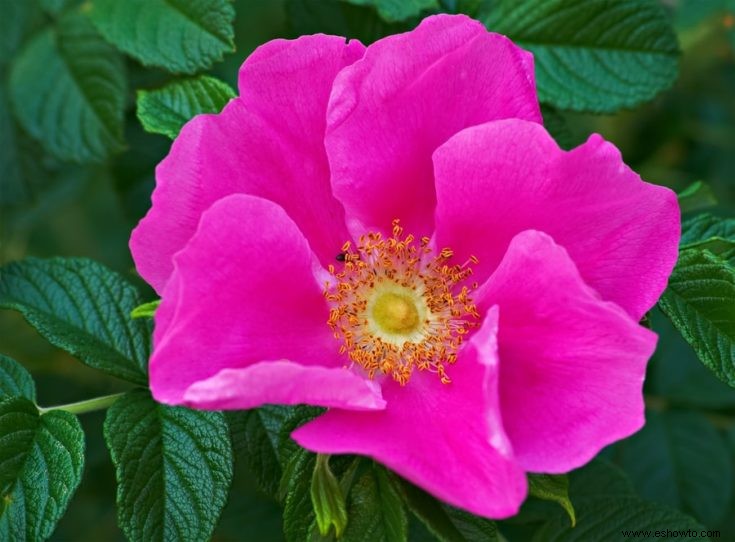 Todo lo que necesitas saber sobre flores y plantas comestibles