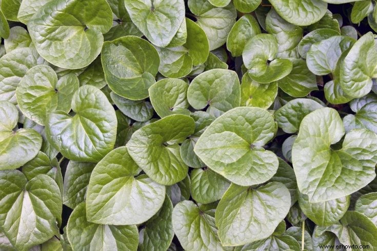 Todo lo que necesitas saber sobre flores y plantas comestibles