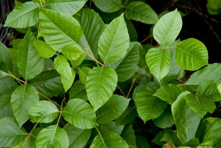 Todo lo que necesitas saber sobre flores y plantas comestibles