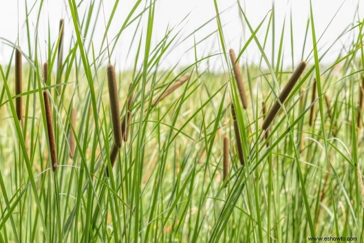 Todo lo que necesitas saber sobre flores y plantas comestibles