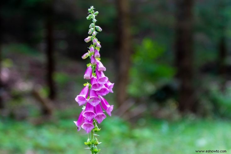 Todo lo que necesitas saber sobre flores y plantas comestibles