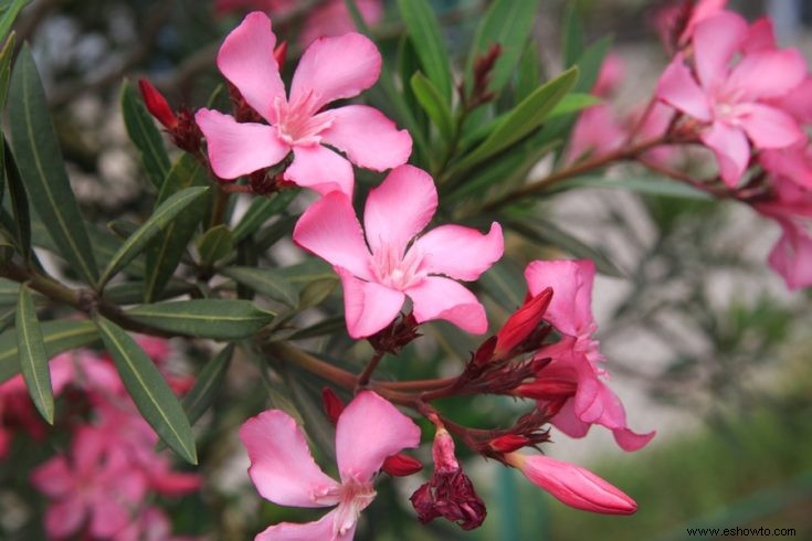 Todo lo que necesitas saber sobre flores y plantas comestibles