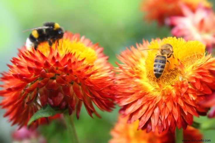 Consejos para plantar un jardín de abejas en casa