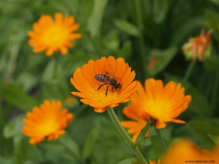 Consejos para plantar un jardín de abejas en casa