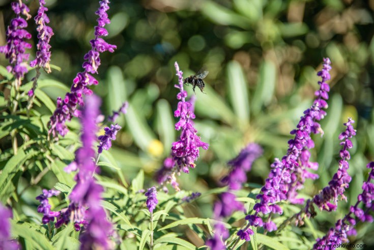 Consejos para plantar un jardín de abejas en casa