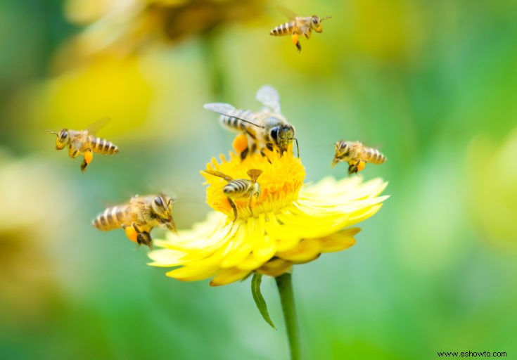 Consejos para plantar un jardín de abejas en casa