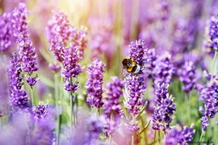 Consejos para plantar un jardín de abejas en casa