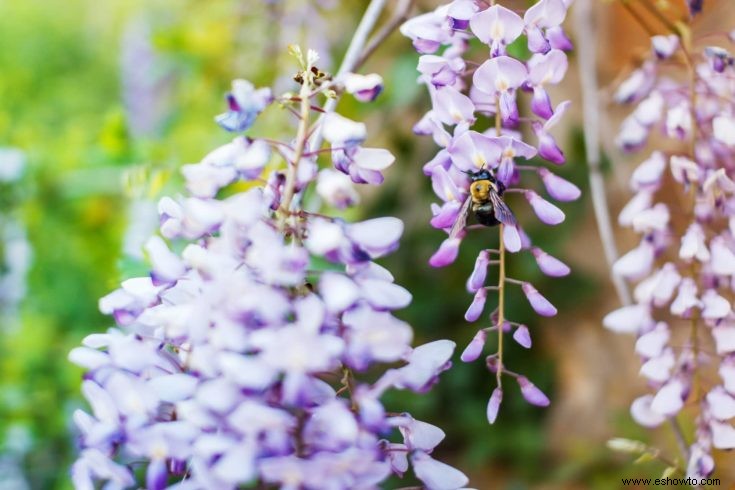 Consejos para plantar un jardín de abejas en casa