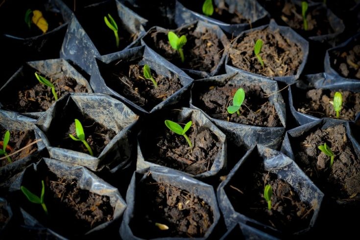 Cultivo y cuidado de judías verdes:lo que necesita saber