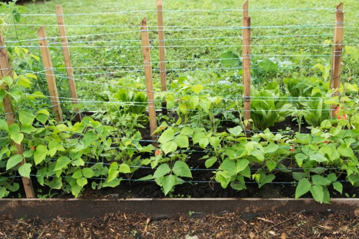 Cultivo y cuidado de judías verdes:lo que necesita saber