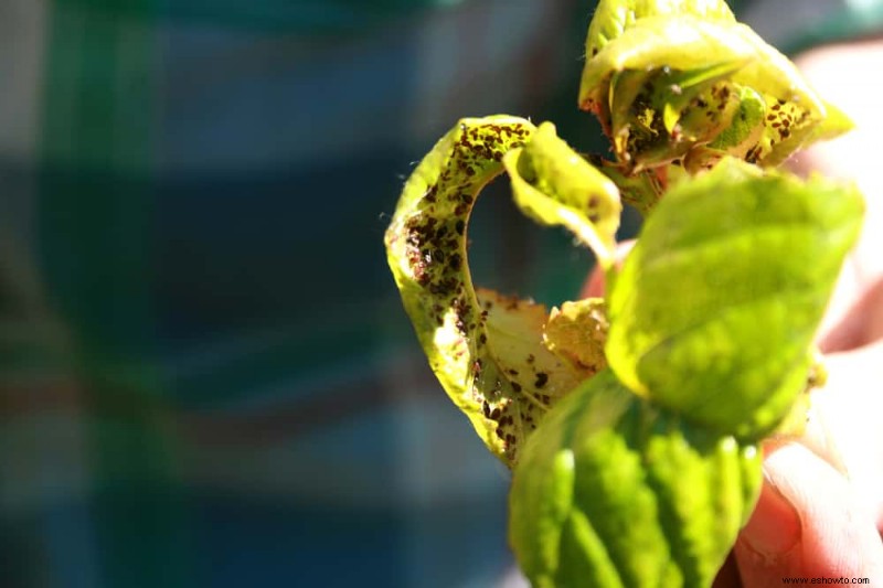 Cultivo y cuidado de judías verdes:lo que necesita saber