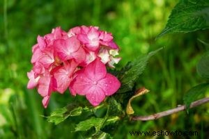 Propagación de esquejes de madera blanda:cómo crear hermosas flores