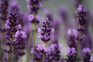 Propagación de esquejes de madera blanda:cómo crear hermosas flores