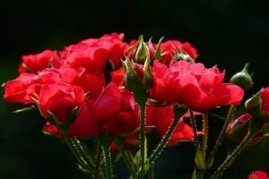 Propagación de esquejes de madera blanda:cómo crear hermosas flores