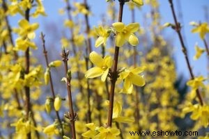 Propagación de esquejes de madera blanda:cómo crear hermosas flores