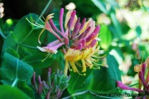 Propagación de esquejes de madera blanda:cómo crear hermosas flores