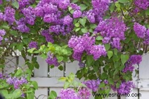 Propagación de esquejes de madera blanda:cómo crear hermosas flores