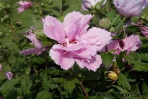 Propagación de esquejes de madera blanda:cómo crear hermosas flores