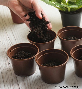 Propagación de esquejes de madera blanda:cómo crear hermosas flores