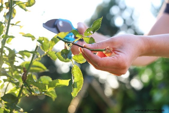 Propagación de esquejes de madera blanda:cómo crear hermosas flores