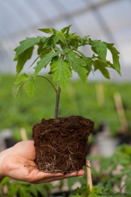 Propagación de esquejes de madera blanda:cómo crear hermosas flores