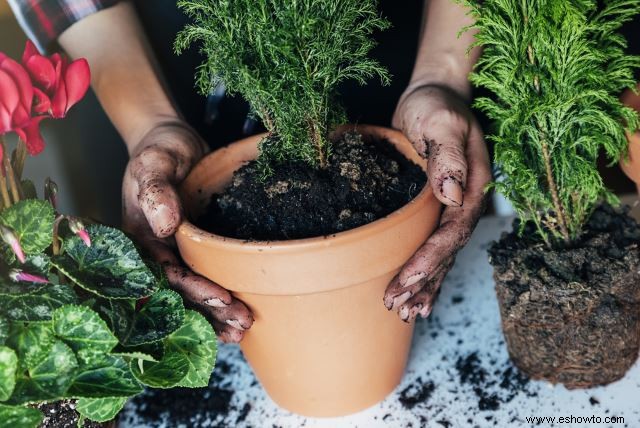 Propagación de esquejes de madera blanda:cómo crear hermosas flores