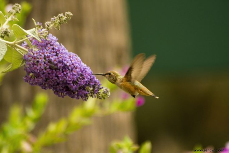 Cómo atraer mariposas, colibríes y otros polinizadores