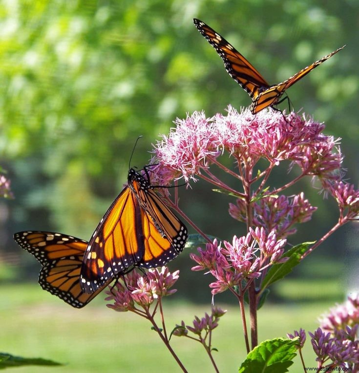 Cómo atraer mariposas, colibríes y otros polinizadores