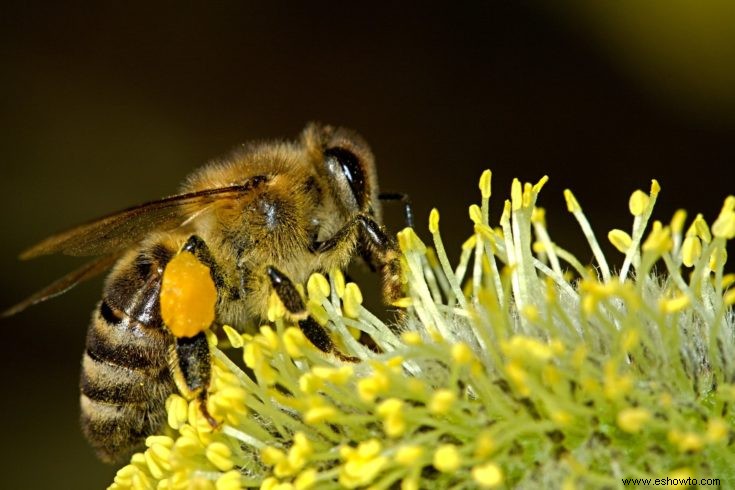 Cómo atraer mariposas, colibríes y otros polinizadores