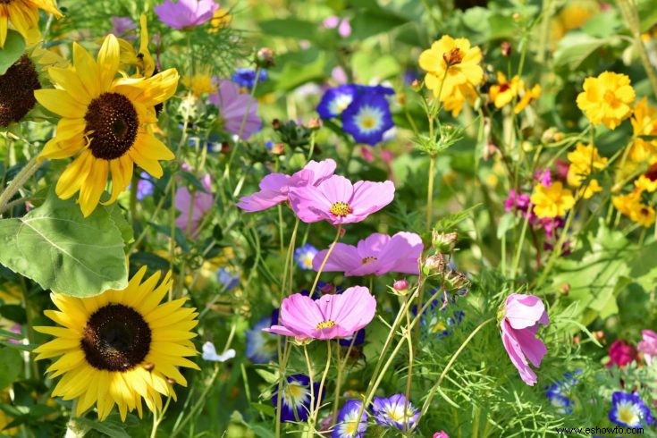 Cómo atraer mariposas, colibríes y otros polinizadores