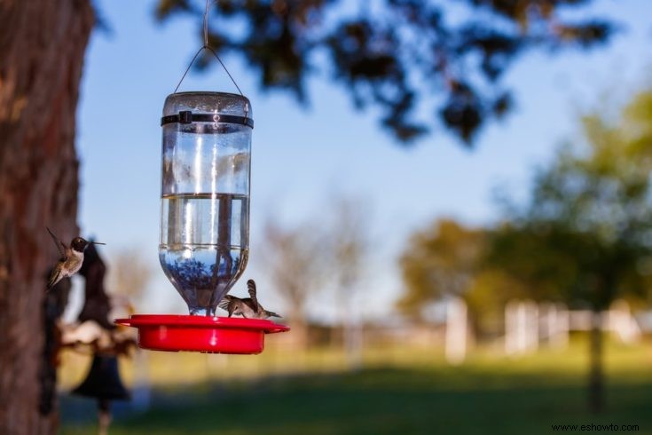 Cómo atraer mariposas, colibríes y otros polinizadores