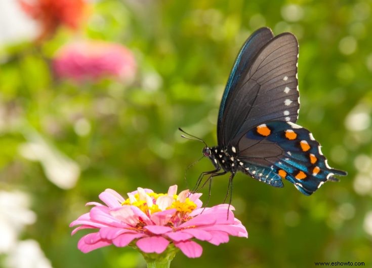 Cómo atraer mariposas, colibríes y otros polinizadores