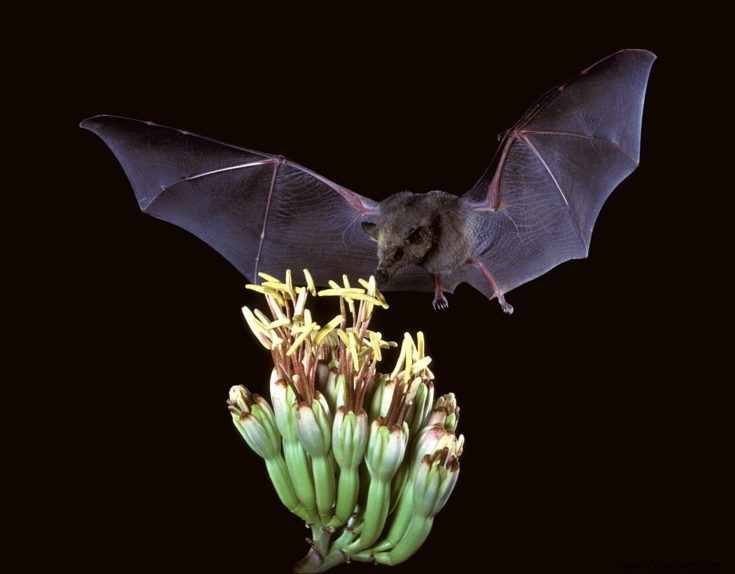 Cómo atraer mariposas, colibríes y otros polinizadores