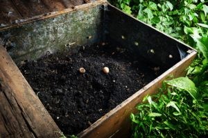 Abono vs fertilizante:¿Qué opción para las mejores plantas?