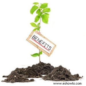 Abono vs fertilizante:¿Qué opción para las mejores plantas?