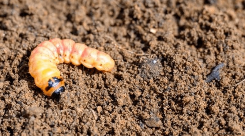 Lo bueno, lo malo y lo feo:6 insectos y gusanos que viven en macetas