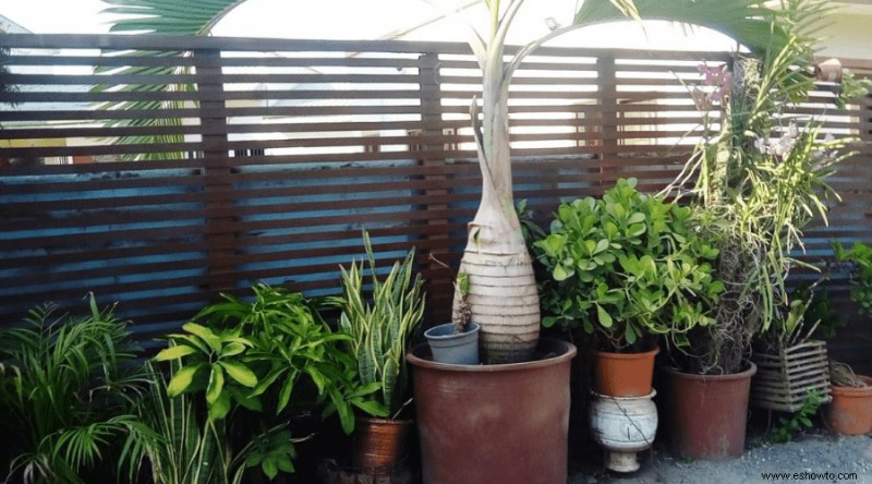 Ayuda para plantas de interior:¿Puedo mover mi planta de interior al exterior?