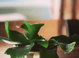 Guía Completa para Cuidar el Helecho Cuerno de Ciervo (Platycerium): Consejos Expertos